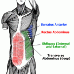 serratus anterior, rectus abdominus, obliques internal external, transverse abdominus