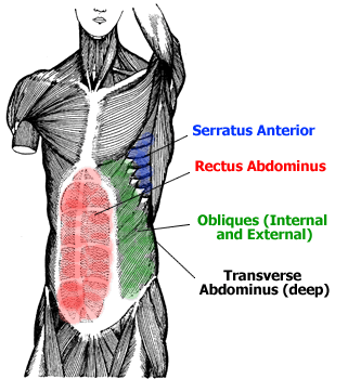 serratus anterior,  rectus abdominus, obliques internal external, transverse abdominus