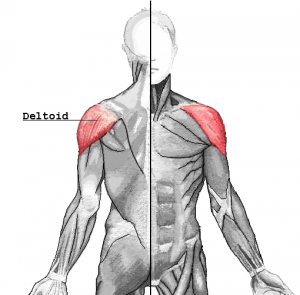 Deltoid raise workout