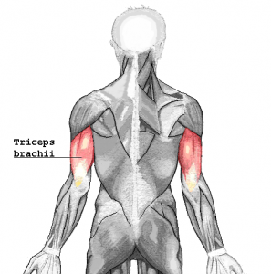 Tricep muscle exercise