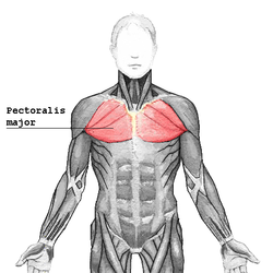 pec muscle