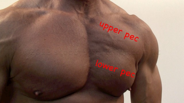 upper and lower pectoral muscles